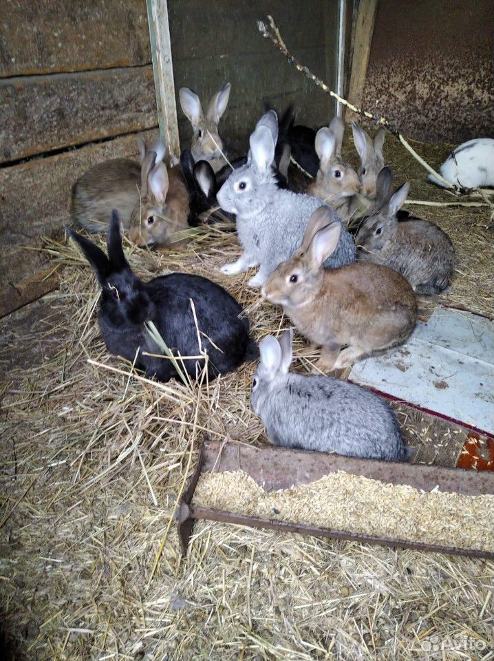 Кролики живые купить на Зозу.ру - фотография № 2