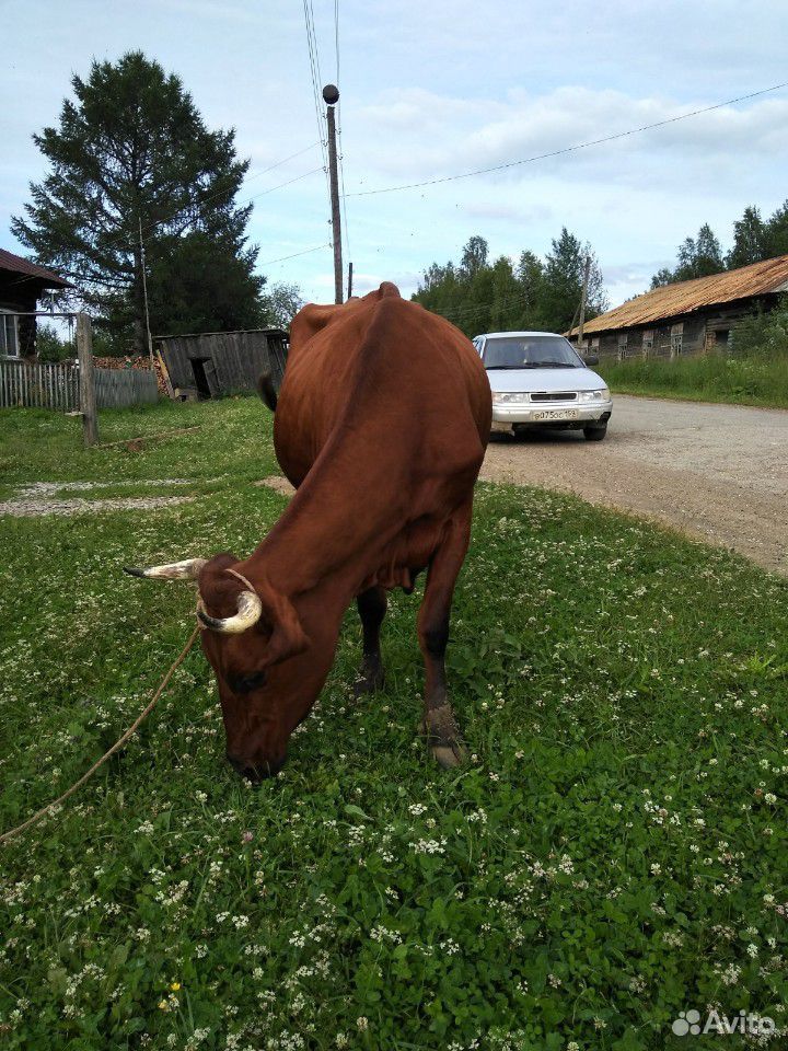 Продам суксунскую корову купить на Зозу.ру - фотография № 5