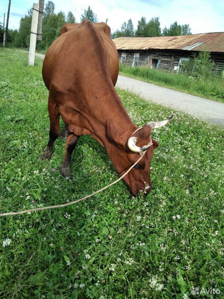 Продам суксунскую корову купить на Зозу.ру - фотография № 10