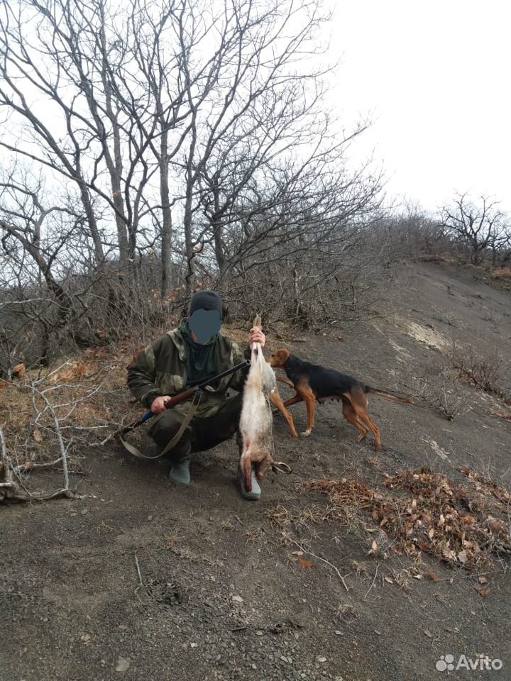Охотничья собака купить на Зозу.ру - фотография № 10