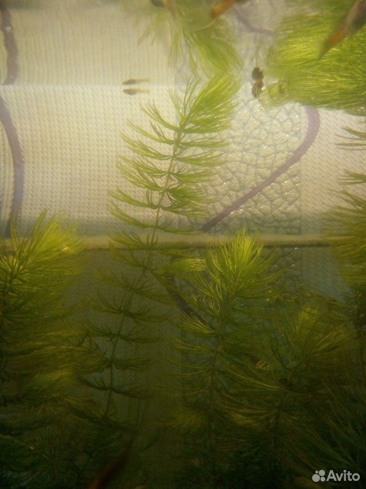 Живые Растения для аквариума купить на Зозу.ру - фотография № 1