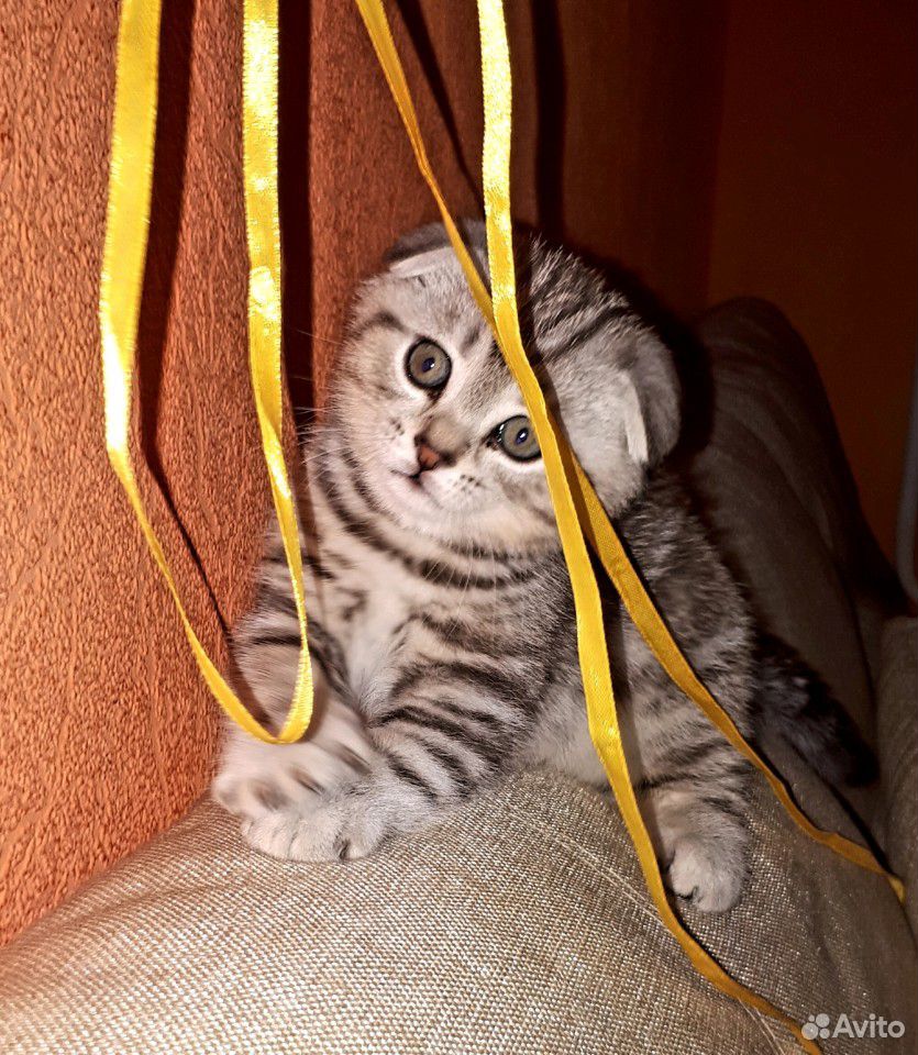 Шотладский котенок купить на Зозу.ру - фотография № 1