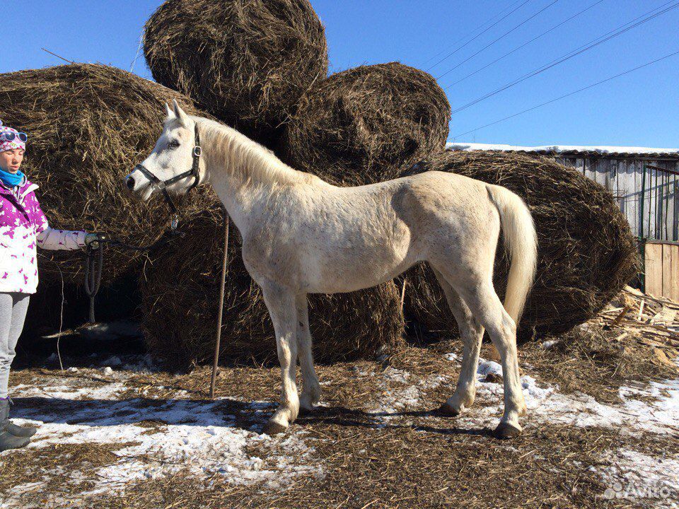 Продается чистопородная арабская лошадь и пони купить на Зозу.ру - фотография № 2