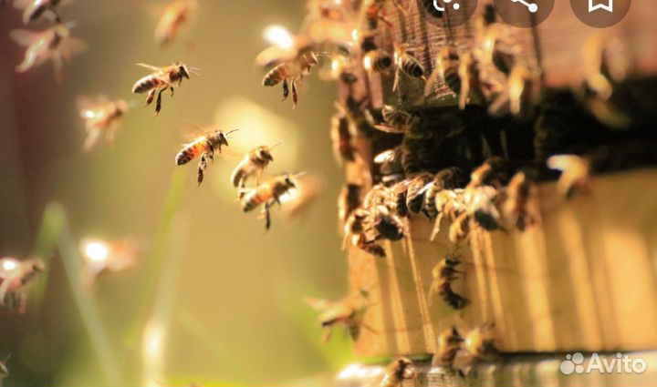Пчелопакеты, пчеломатки купить на Зозу.ру - фотография № 1