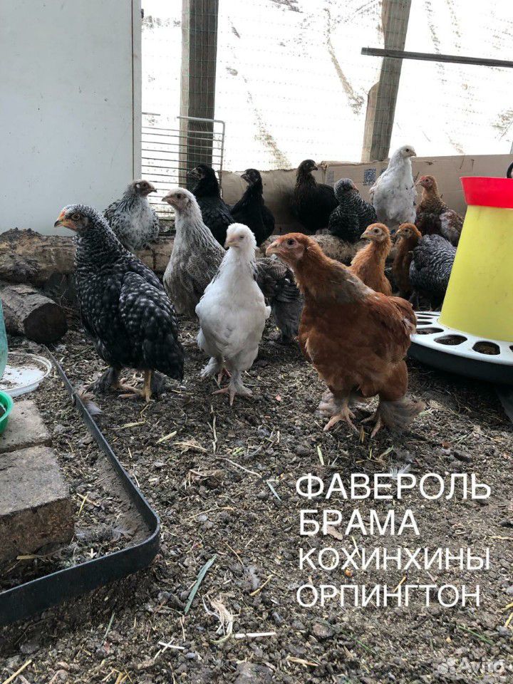 Цыпленок купить на Зозу.ру - фотография № 4