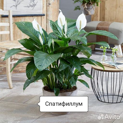 Комнатные растения купить на Зозу.ру - фотография № 4