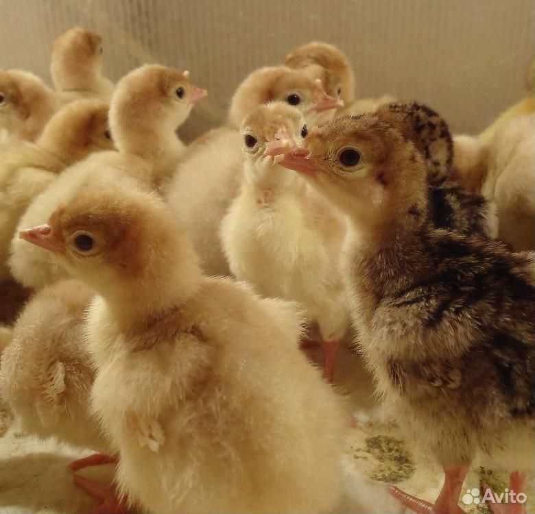 Бройлерные цыплята и индюшата только оптом купить на Зозу.ру - фотография № 2