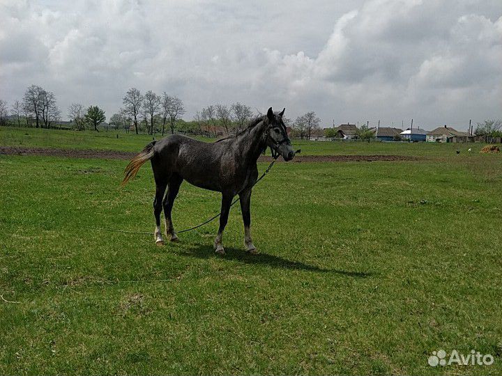 Продам лошадь купить на Зозу.ру - фотография № 2