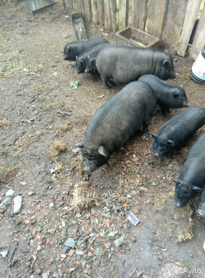 Продам вьетнамская свинья и поросят купить на Зозу.ру - фотография № 1