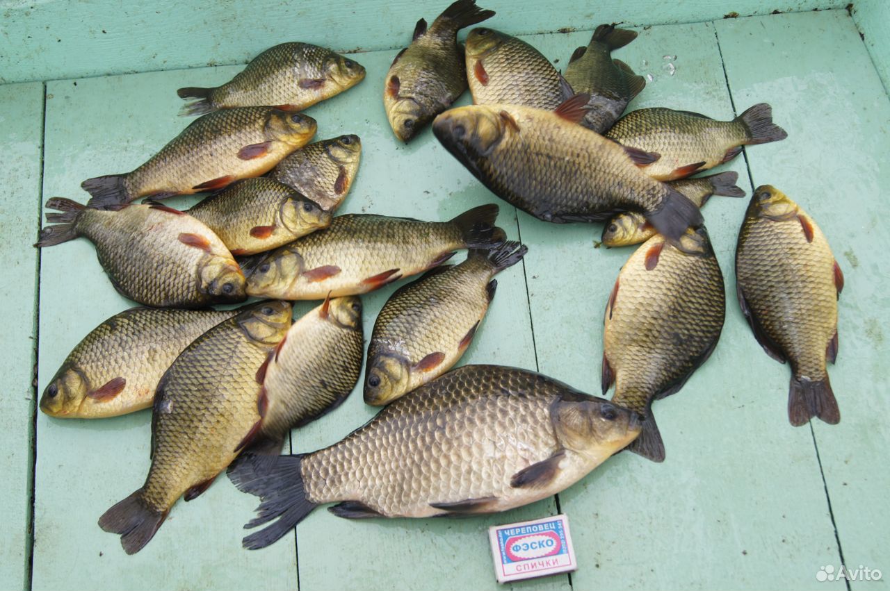 Продажа живой рыбы для прудов купить на Зозу.ру - фотография № 1