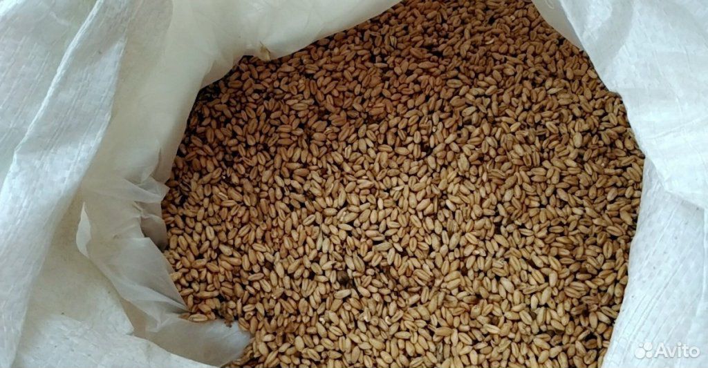 Продается пшеница купить на Зозу.ру - фотография № 1
