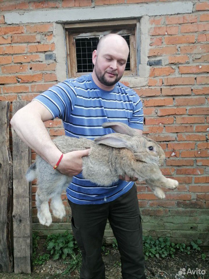Кролик, 5 мес купить на Зозу.ру - фотография № 1