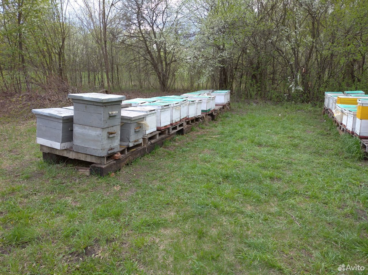 Матки пчелиные плодные купить на Зозу.ру - фотография № 2