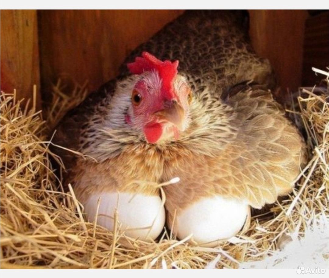 Домашние куриные яйца для инкубатора купить на Зозу.ру - фотография № 1