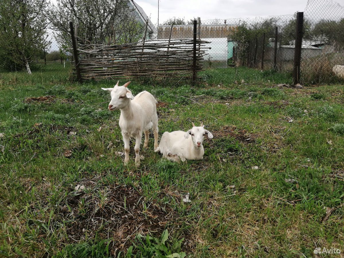 Купить козу в Ульяновской области на авито свежие объявления. Купить козу в ростовской