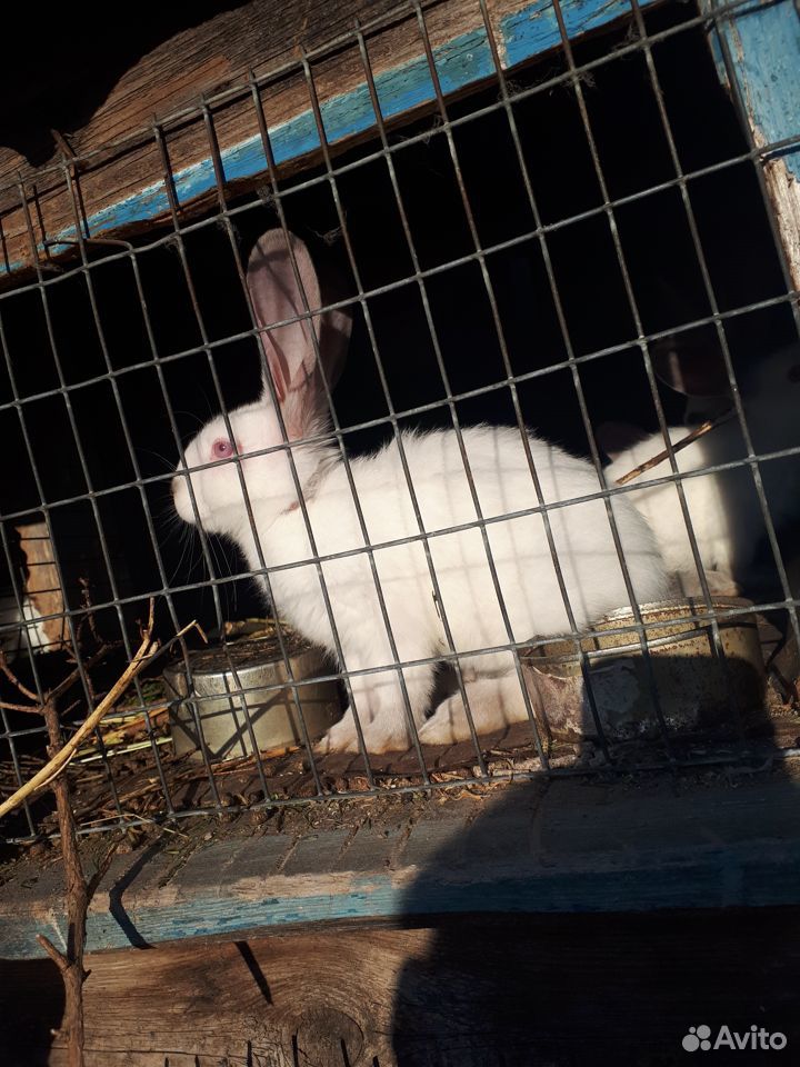 Продам кроликов 2-3 месяца, есть по месяцу еще купить на Зозу.ру - фотография № 3