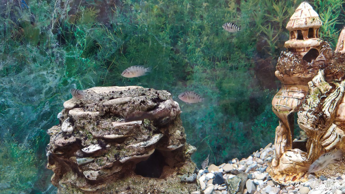 Цихлиды,аквариумные рыбки купить на Зозу.ру - фотография № 2