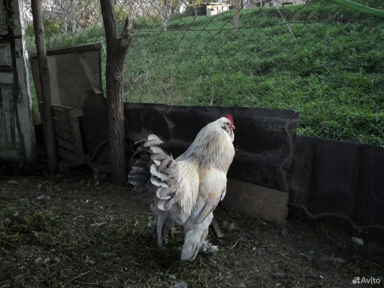 Цыплята купить на Зозу.ру - фотография № 10