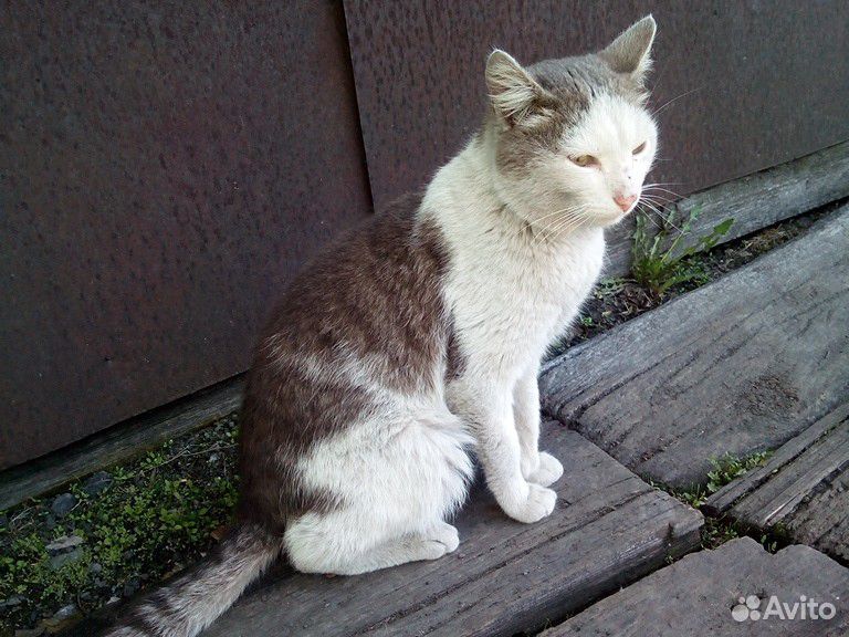 Кот Котя купить на Зозу.ру - фотография № 7