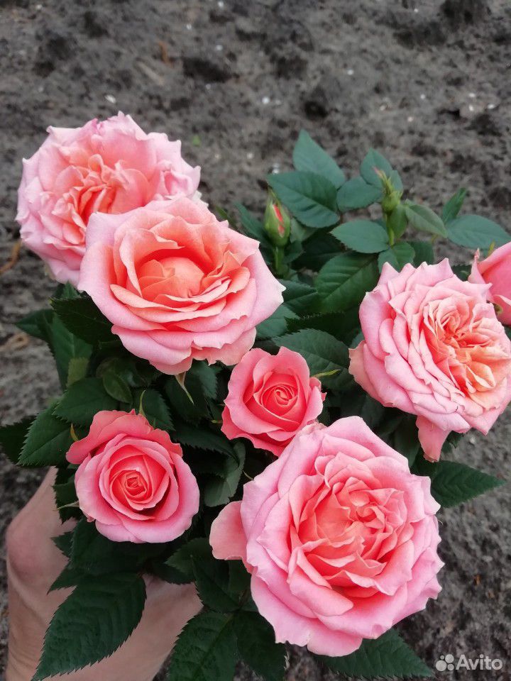 Роза кустовая в ассортименте купить на Зозу.ру - фотография № 7