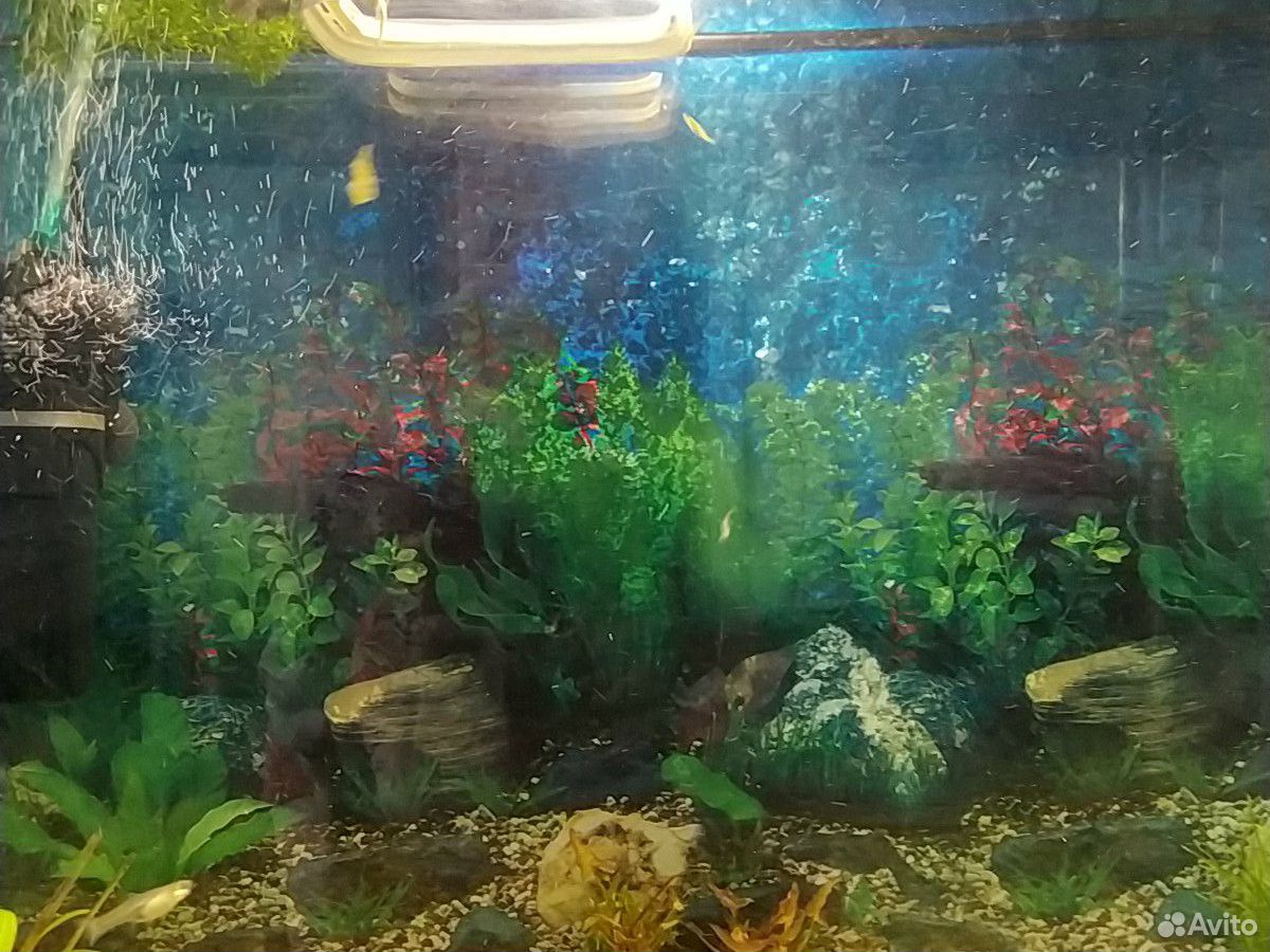 Рыбки аквариумные. Мальки Гуппи купить на Зозу.ру - фотография № 1