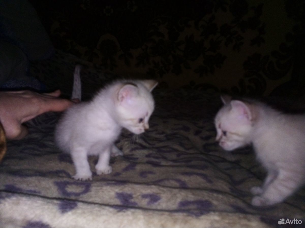 Тайские котята купить на Зозу.ру - фотография № 7