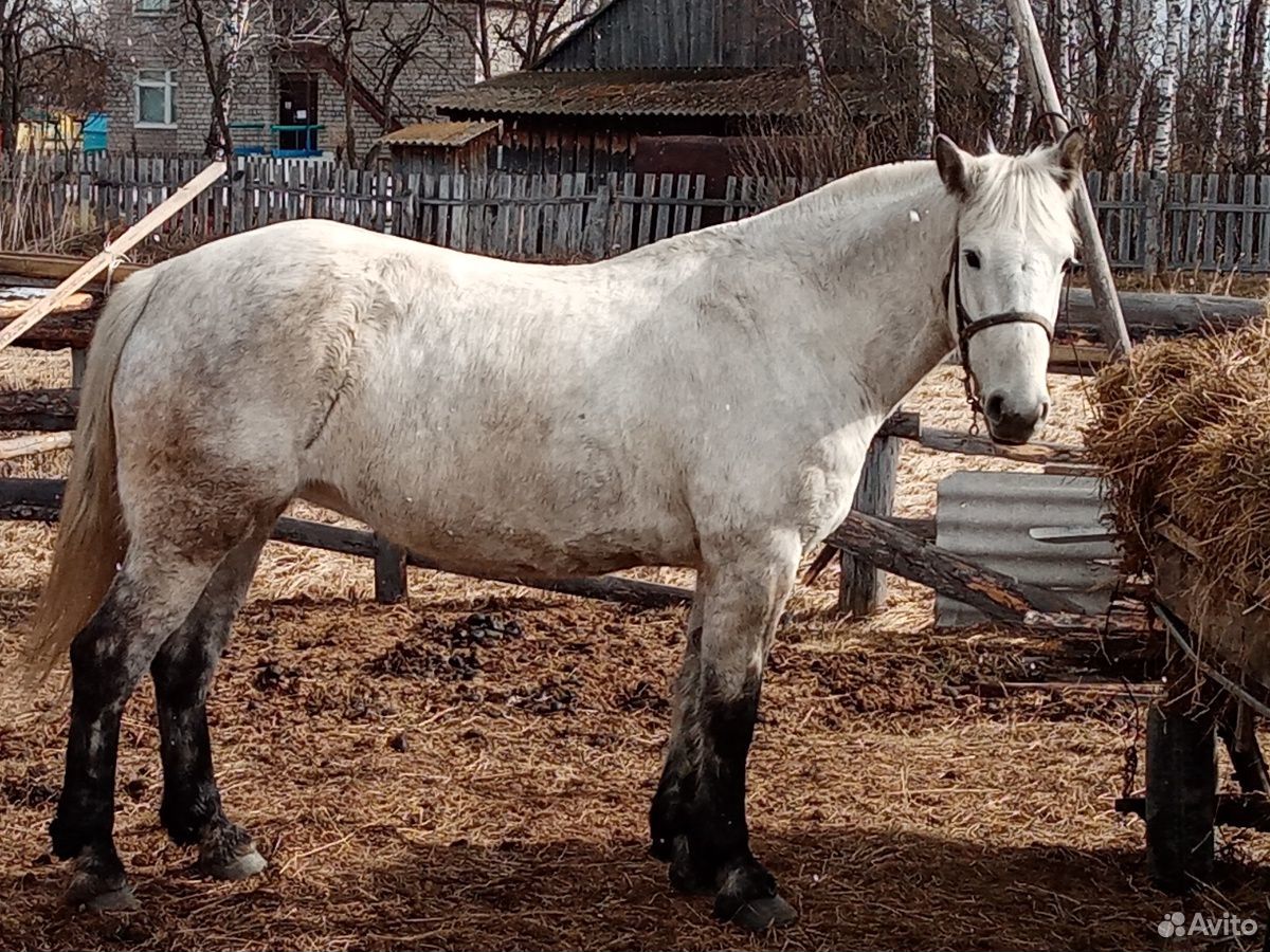 Лошадь кобыла полукровка 6лет идёт переступью купить на Зозу.ру - фотография № 5
