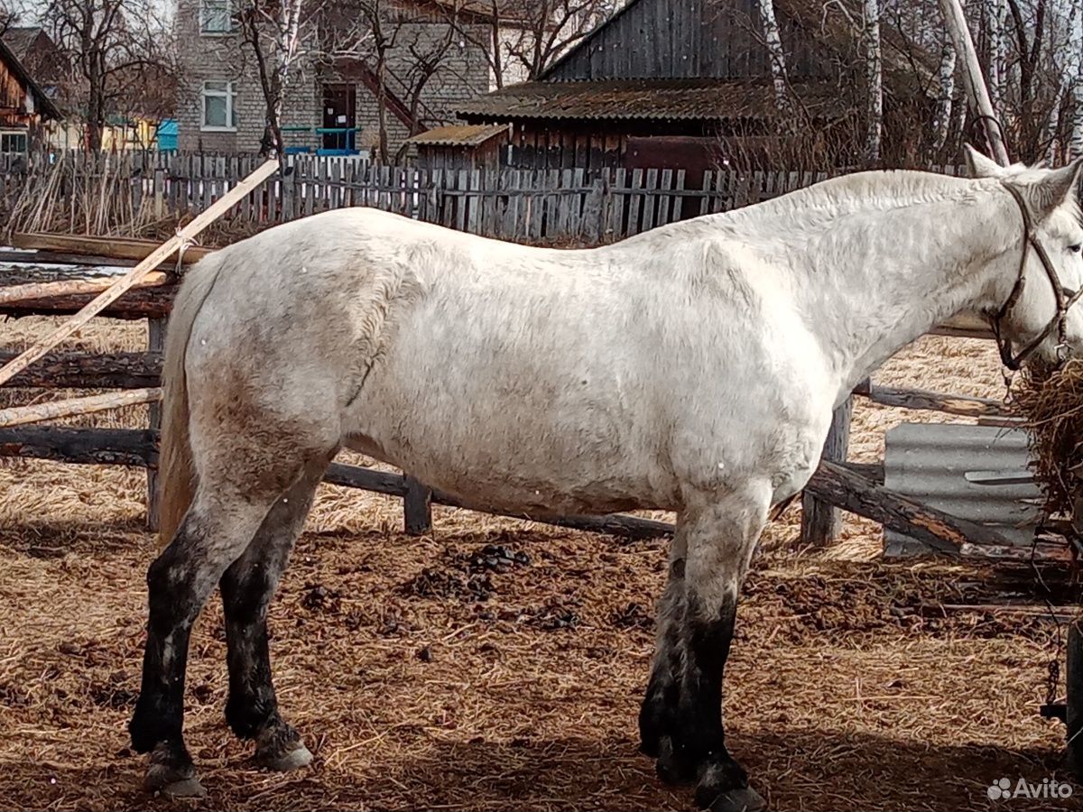 Лошадь кобыла полукровка 6лет идёт переступью купить на Зозу.ру - фотография № 9