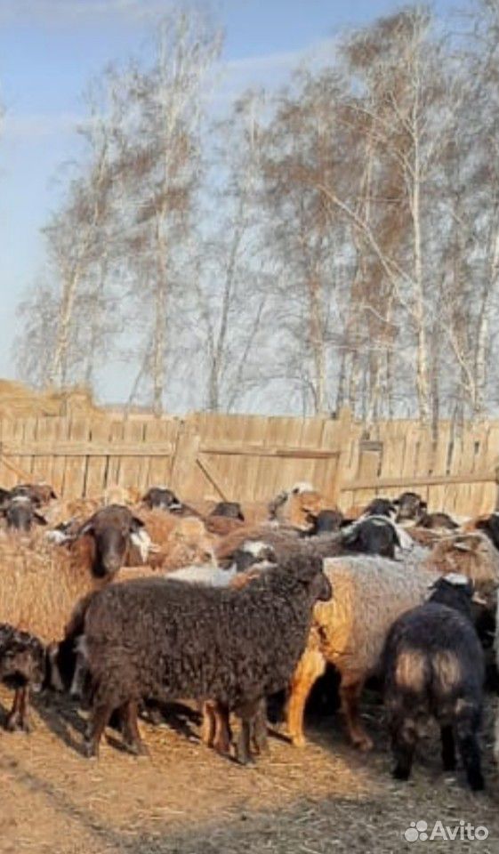Овцы с ягнятами для разведения купить на Зозу.ру - фотография № 1