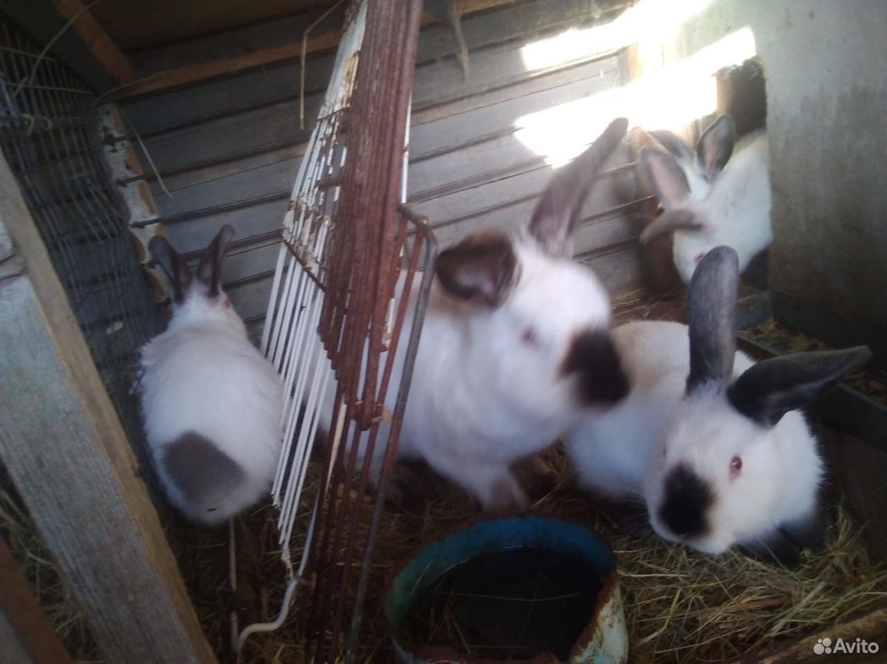 Кролики оптом купить на Зозу.ру - фотография № 4