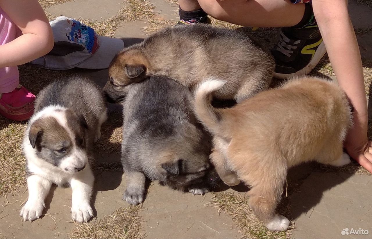 Кострома Купить Щенка Цена