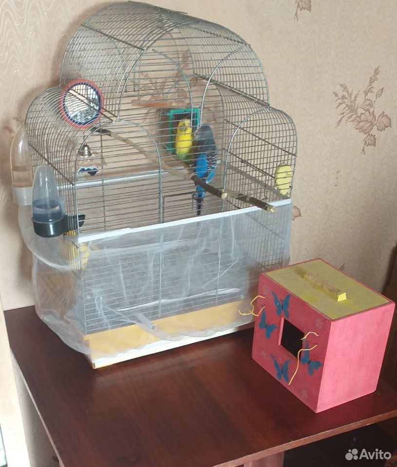 Продаются волнистые попугайчики неразлучники купить на Зозу.ру - фотография № 1