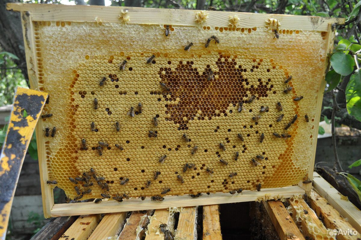 Пчелосемьи дадан рут купить на Зозу.ру - фотография № 1