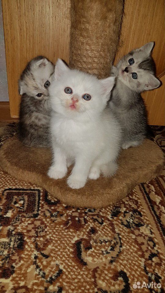 Шотландские котятки купить на Зозу.ру - фотография № 3