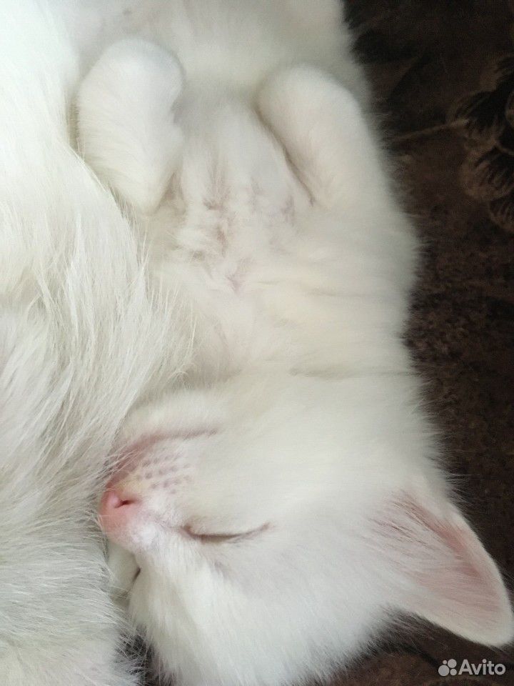 Беленькие котята купить на Зозу.ру - фотография № 6
