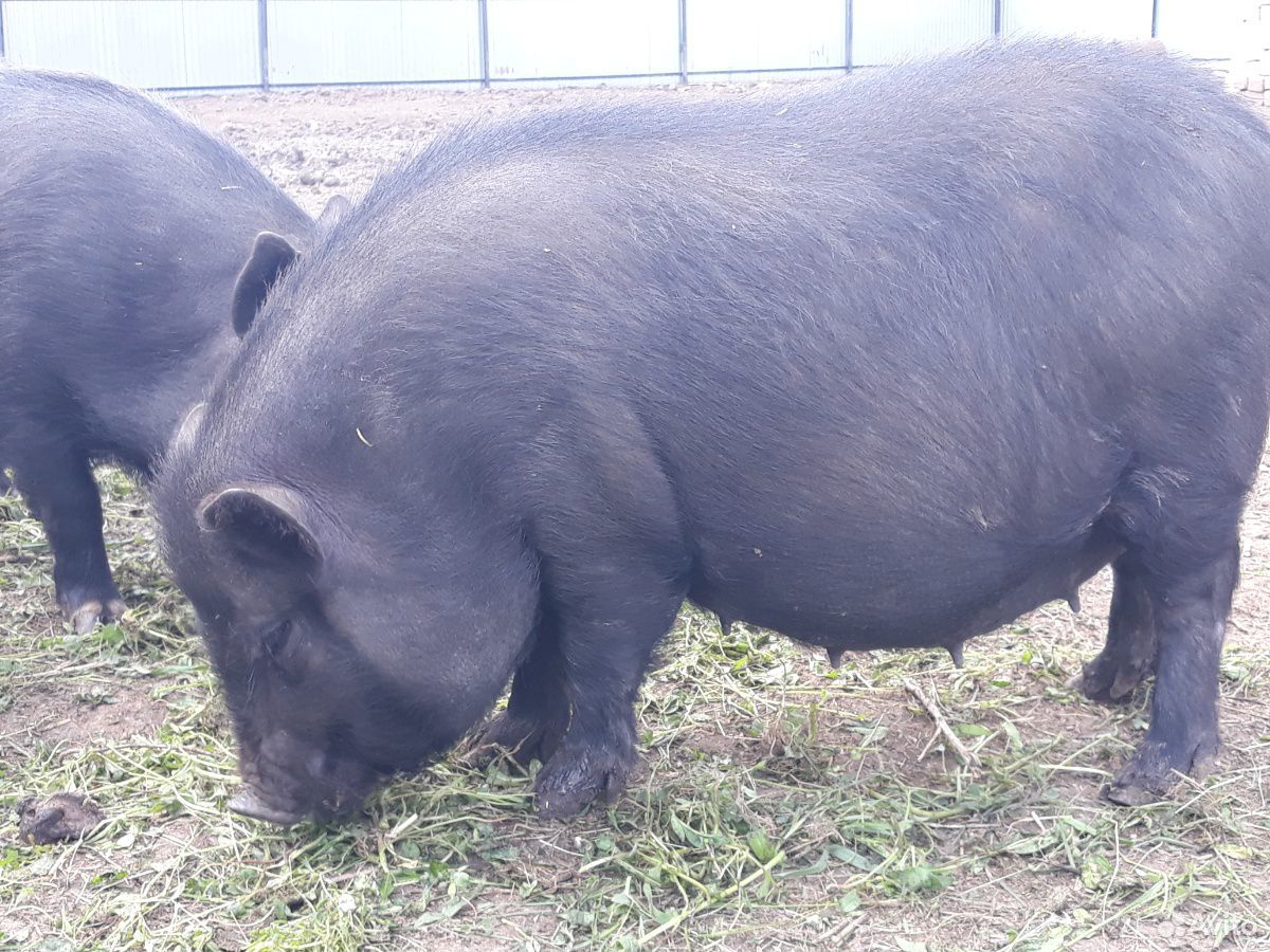 Беременная самка вьетнамской свиньи купить на Зозу.ру - фотография № 1