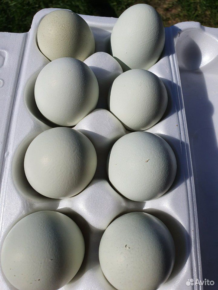 Яйцо инкубационное Амераукана купить на Зозу.ру - фотография № 3