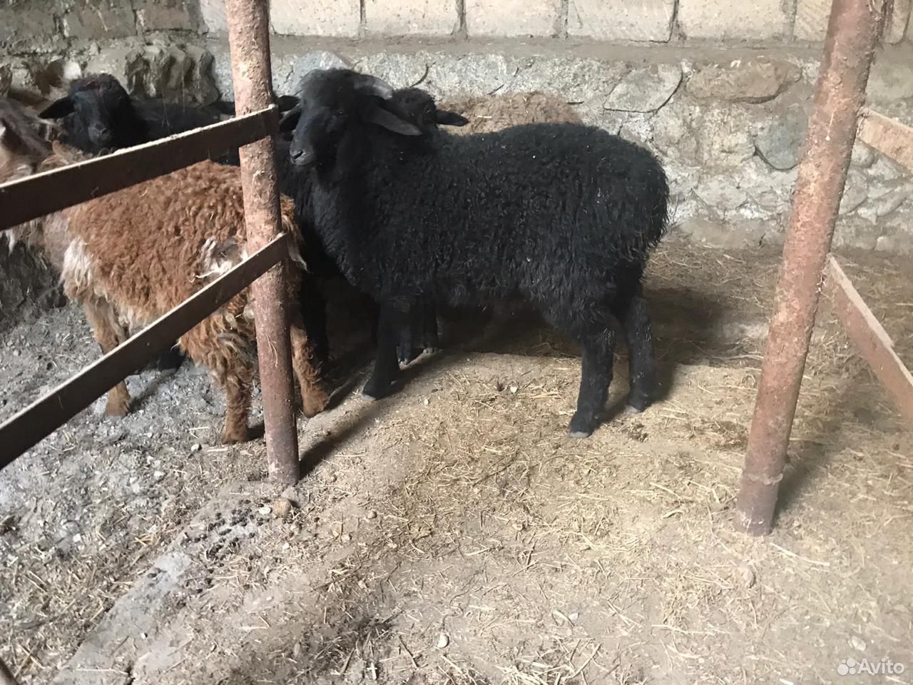 Овцы и ягнята купить на Зозу.ру - фотография № 6