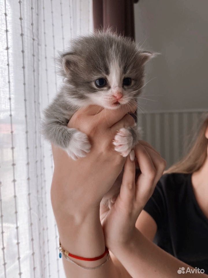 Котёнок (девчуля) купить на Зозу.ру - фотография № 2