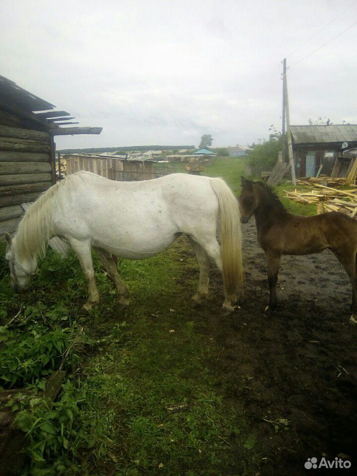 Продам лошадь с жеребенком купить на Зозу.ру - фотография № 2