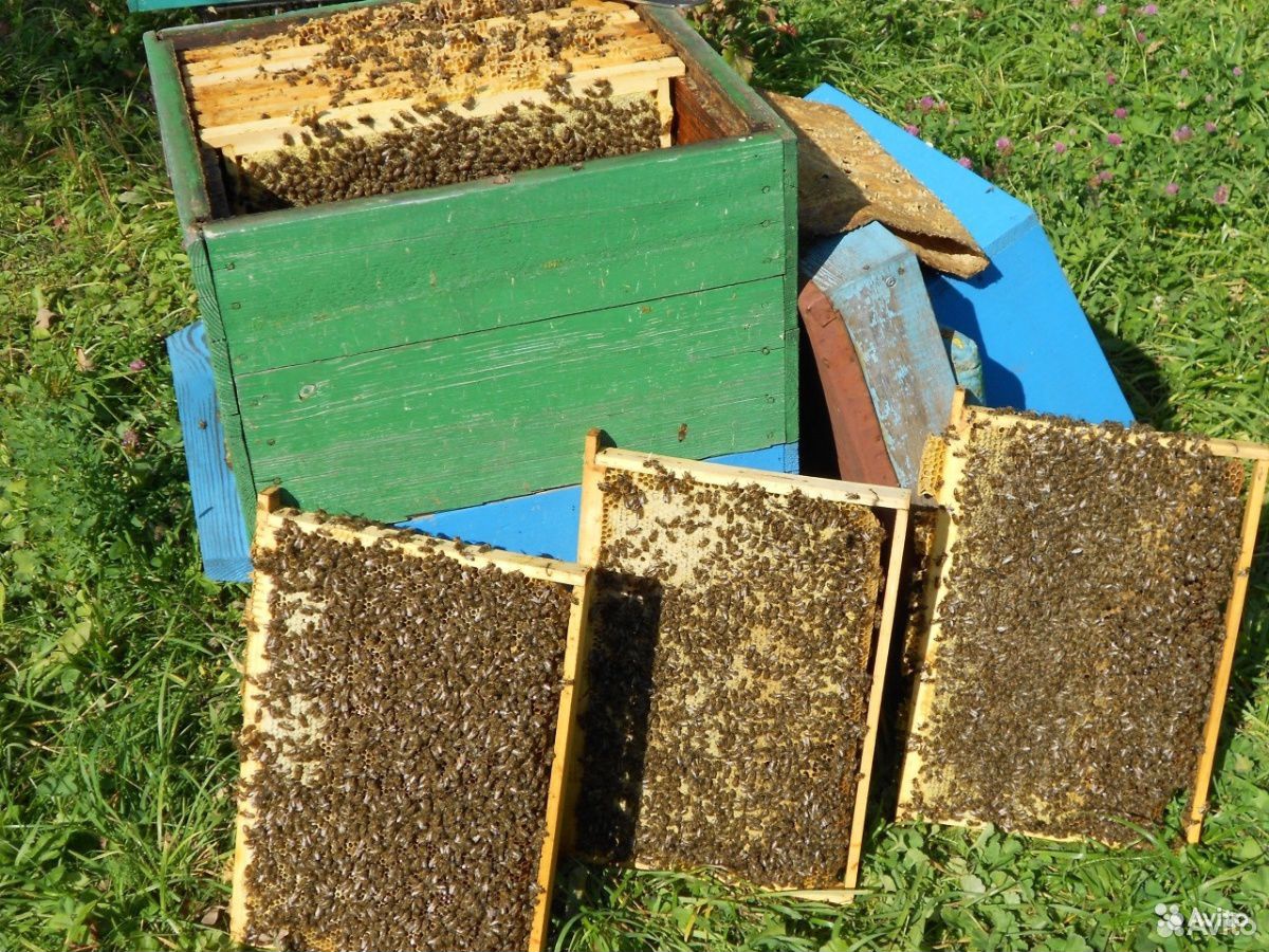 Пчелосемьи и пакеты, матки плодные купить на Зозу.ру - фотография № 2