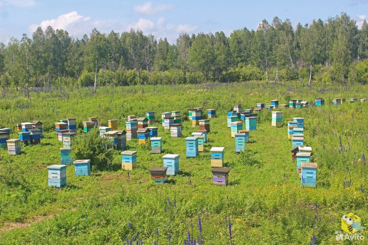 Пчелосемьи и пакеты, матки плодные купить на Зозу.ру - фотография № 3