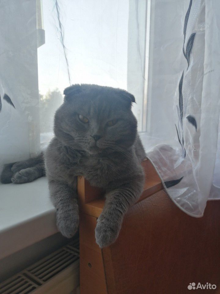 Кот ищет Кошечку купить на Зозу.ру - фотография № 7