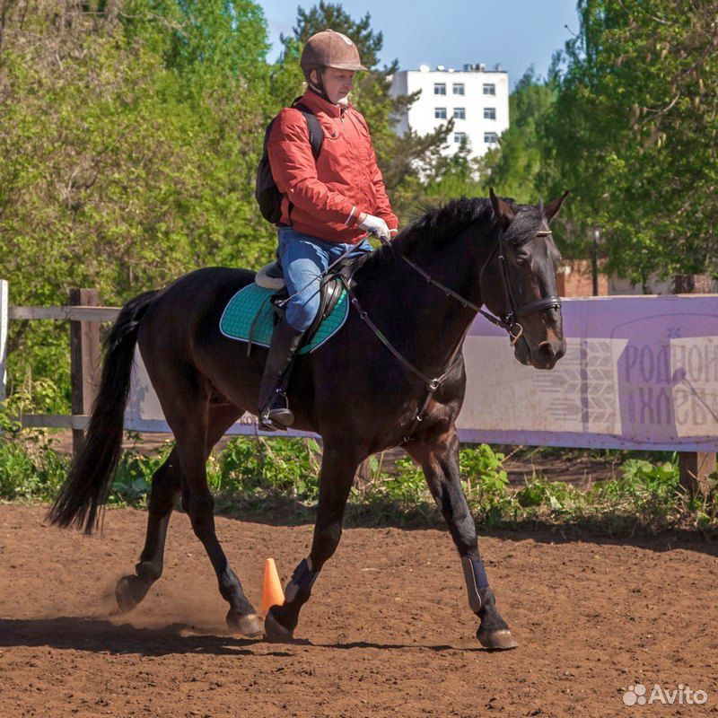 Племенная лошадь купить на Зозу.ру - фотография № 4