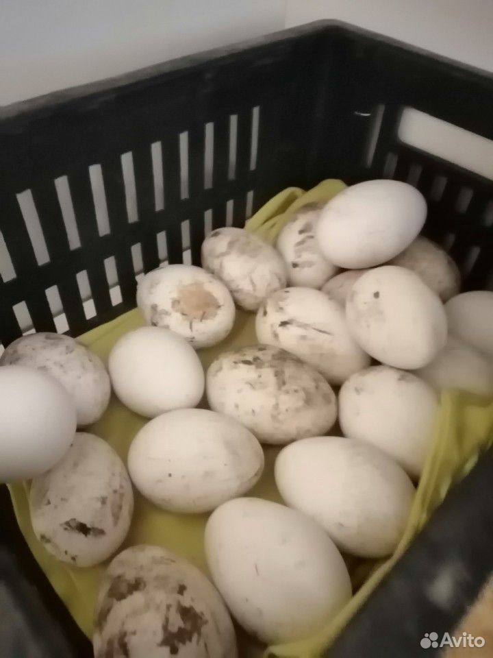Птица домашняя яйцо инкубационное и цыплят купить на Зозу.ру - фотография № 7