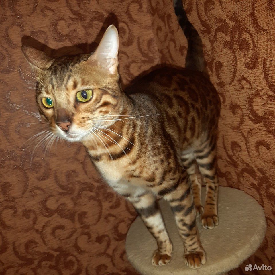 Бенгальский кот на вязку купить на Зозу.ру - фотография № 2