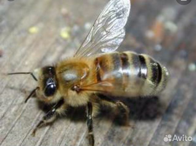 Засевы пчёл купить на Зозу.ру - фотография № 1