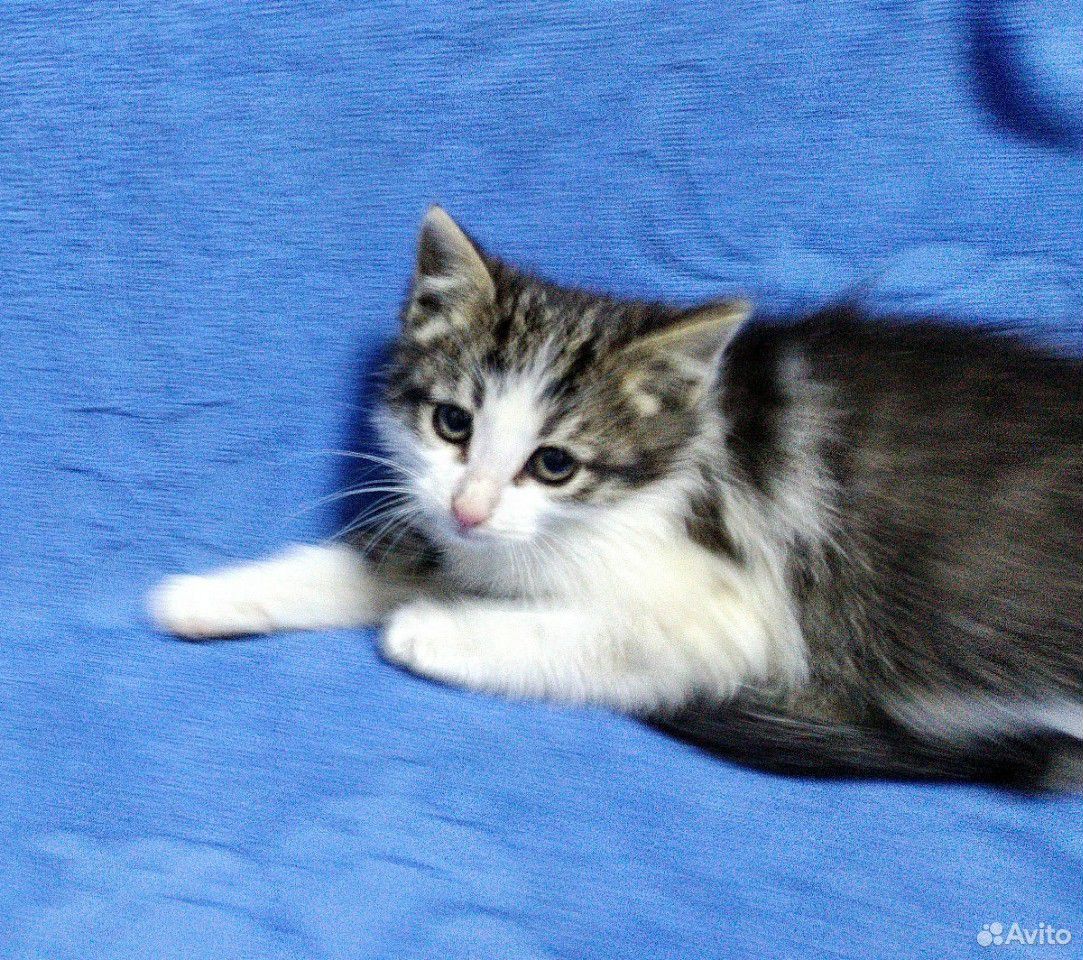 Мой ласковый котенок. Мой ласковый котенок