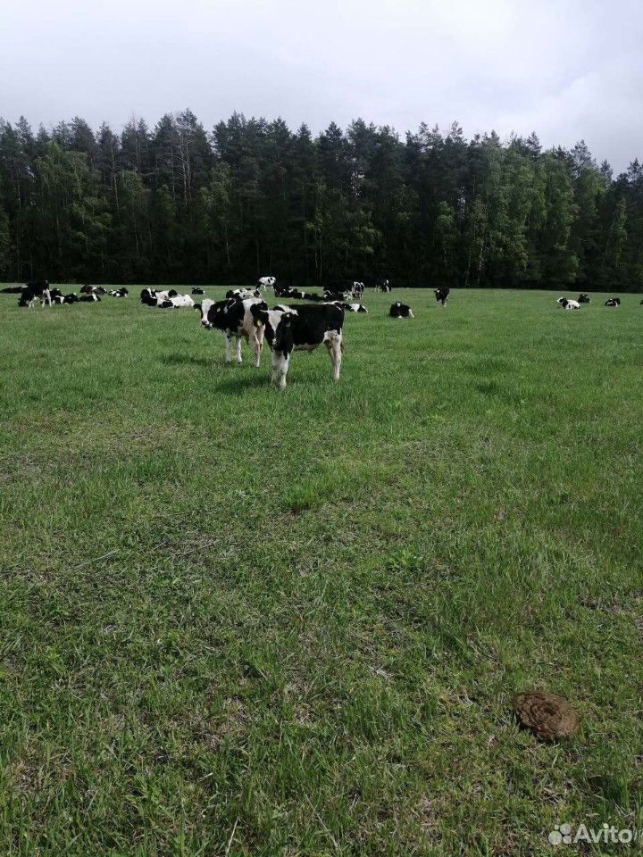 Тёлки быки купить на Зозу.ру - фотография № 9