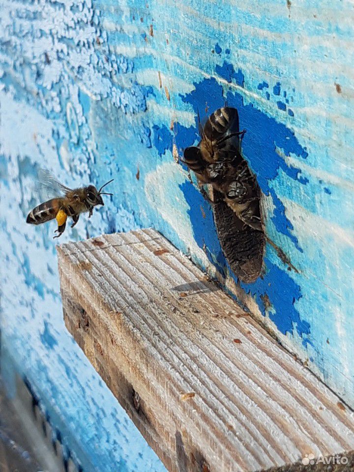 Продаю пчелосемьи и пакеты купить на Зозу.ру - фотография № 1